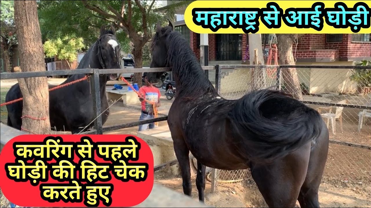 कवरिंग से पहलें घोड़ी की हिट चेक करते हुए