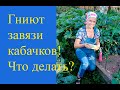 Чтобы завязи кабачков не гнили