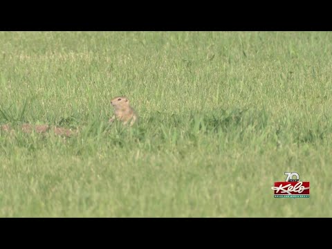 Video: Kada dirvinės voverės yra aktyviausios?