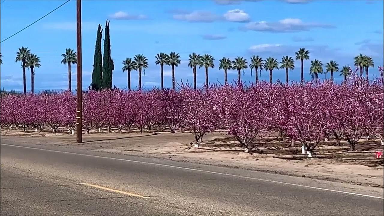 Beautiful California Fresno blossom trail YouTube