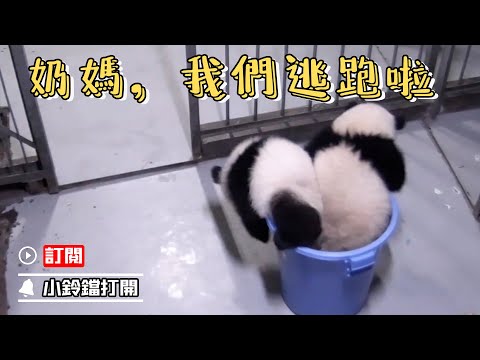 《熊貓早晚安》學起來：帶一個大桶能裝走幾隻大熊貓？ | iPanda熊貓頻道