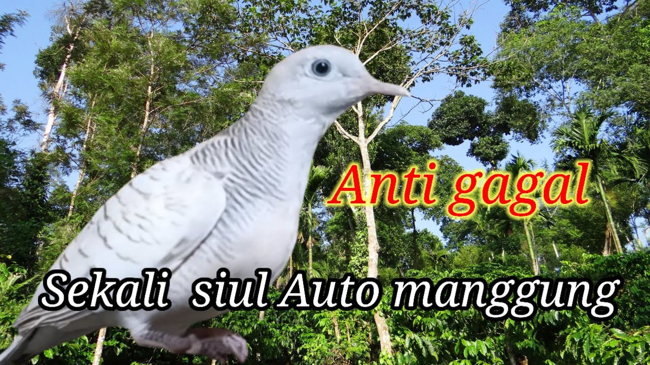 🔴sijago memancing lawan #perkututsilvermanggung #masteranmewah 