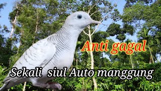 Download Lagu 🔴sijago memancing lawan #perkututsilvermanggung #masteranmewah  MP3