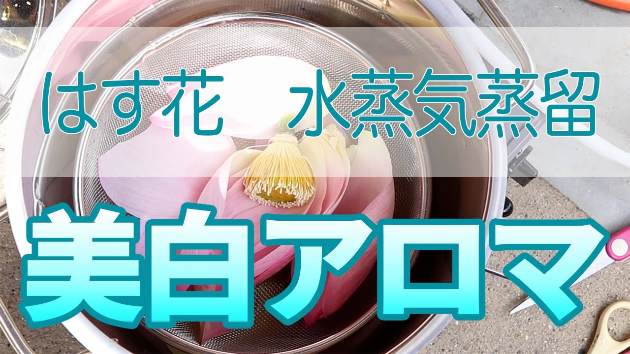 美白アロマ 水蒸気蒸留法 はす花の芳香蒸留水の作り方 Youtube 美白アロマ 水蒸気蒸留法 はす花の芳香蒸留水の作り方 Youtube