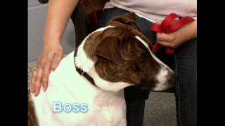 Adopt A Pet July 2014 Featured Pets
