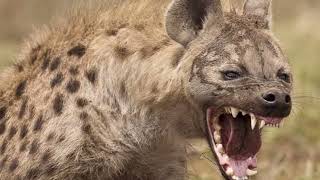 Интересные факты о гиенах, самых страшных хищниках-людоедах в Индии !Событие Великой Гиены