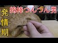貯め撮り・発情期の家猫ドコモ、ディスプレイの前に来てお尻をこっちに向ける、おねだり？になるんだろうか、綿棒でつんつん