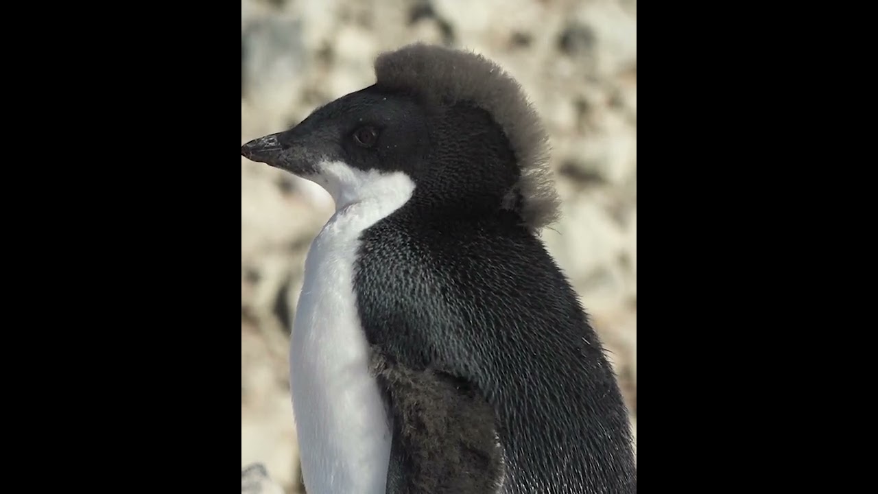 Adelie penguin hair