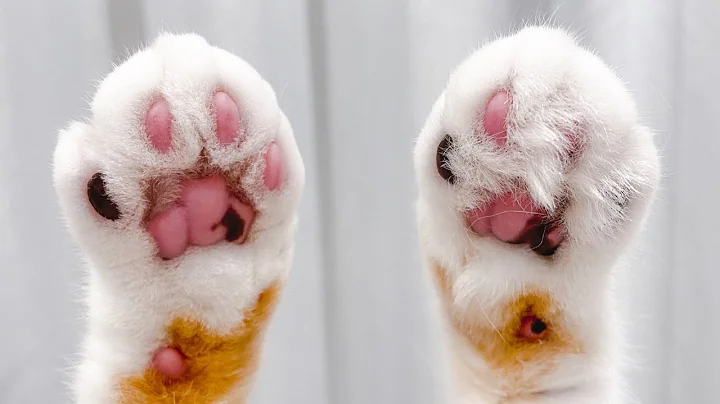 Video 7292771: british shorthair munchkin cat, munchkin british shorthair kittens, british shorthair kitty cat, british shorthair pets cat, pregnant cat, cat hair