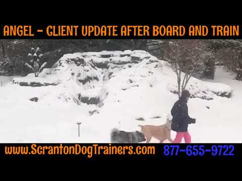 best-dog-trainers-in-scranton-pa--client-update-after-board-and-train---angel