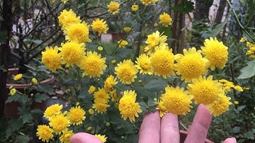 Chia sẻ và hướng dẫn trồng hoa cúc vàng rủ