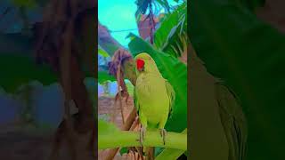 mai tota mai tota #comedy #greenparrot #comedy #anuandsuji #parrot #funny