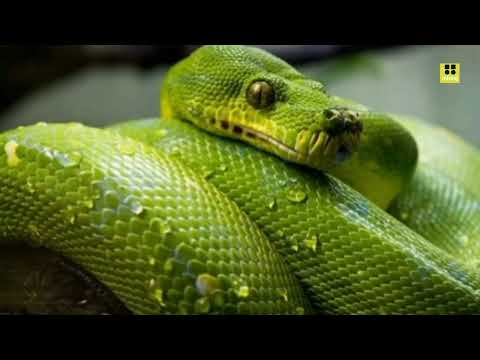 The green tree python (Morelia viridis) is a striking and visually captivating snake species