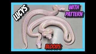 Famous Our most INSANE Blood Python clutch! Wealth