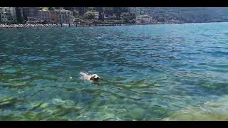 Golden Retriever - Lago Di Garda Malcesine