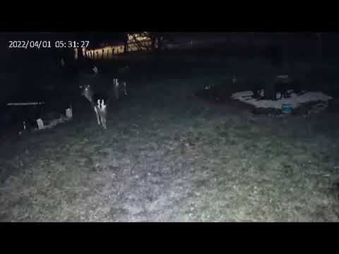 Night time visitors at Galloway Holiday Cottage #1