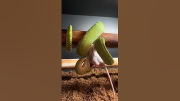 Time lapse of green tree python eating