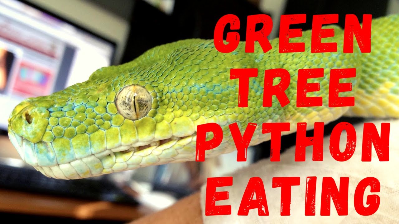 Time lapse of green tree python eating - YouTube