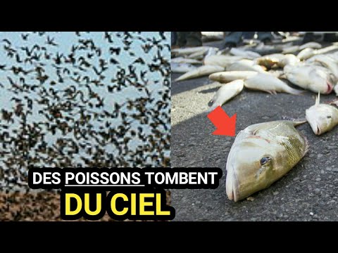 Vidéo: Dans quel pays pleut du poisson ?