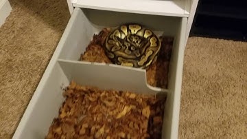 Ball python collection update part 3~June 2016