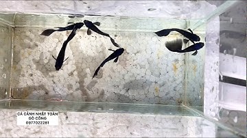 7 màu đầu xanh | CÁ CẢNH NHẬT TOÀN GÒ CÔNG 0977022281