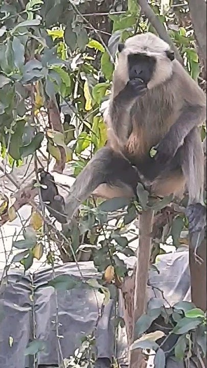 Monkeys Attack Humans viral shorts YouTube monkeys-attack-humans-viral-shorts-youtube