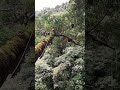 Merayap Pohon Tinggi Madu Hutan Sumatera