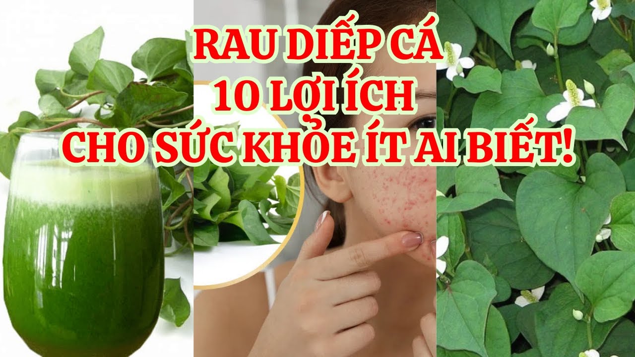 Rau Diếp Cá Có Tác Dụng Gì? 10 Lợi Ích Cho Sức Khỏe Ít Ai Biết!