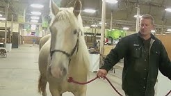 MN State Fair: Meet the rare horse named Pumpkin thumbnail