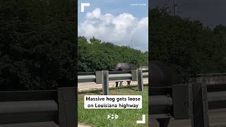 Massive hog gets loose on Louisiana highway