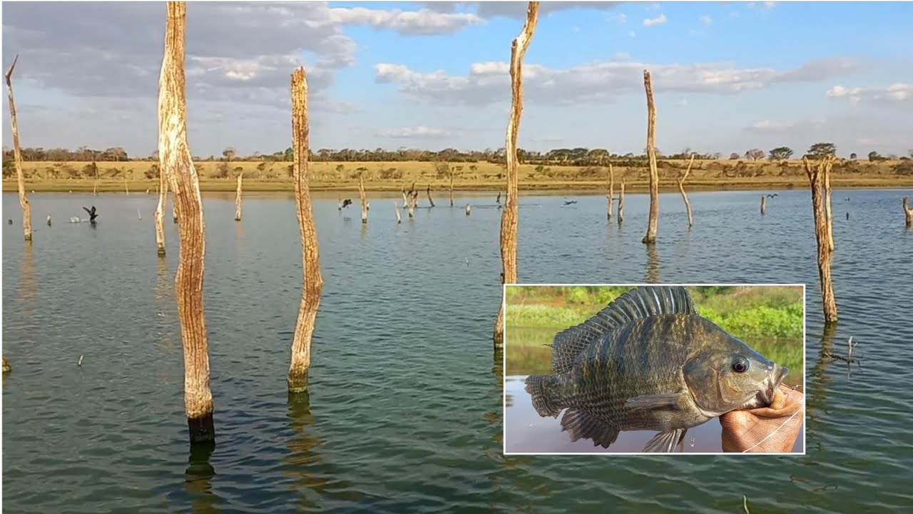 Pescaria na Ilha das tilapias porque será que todos querem pescar aqui vejam Cardume YouTube