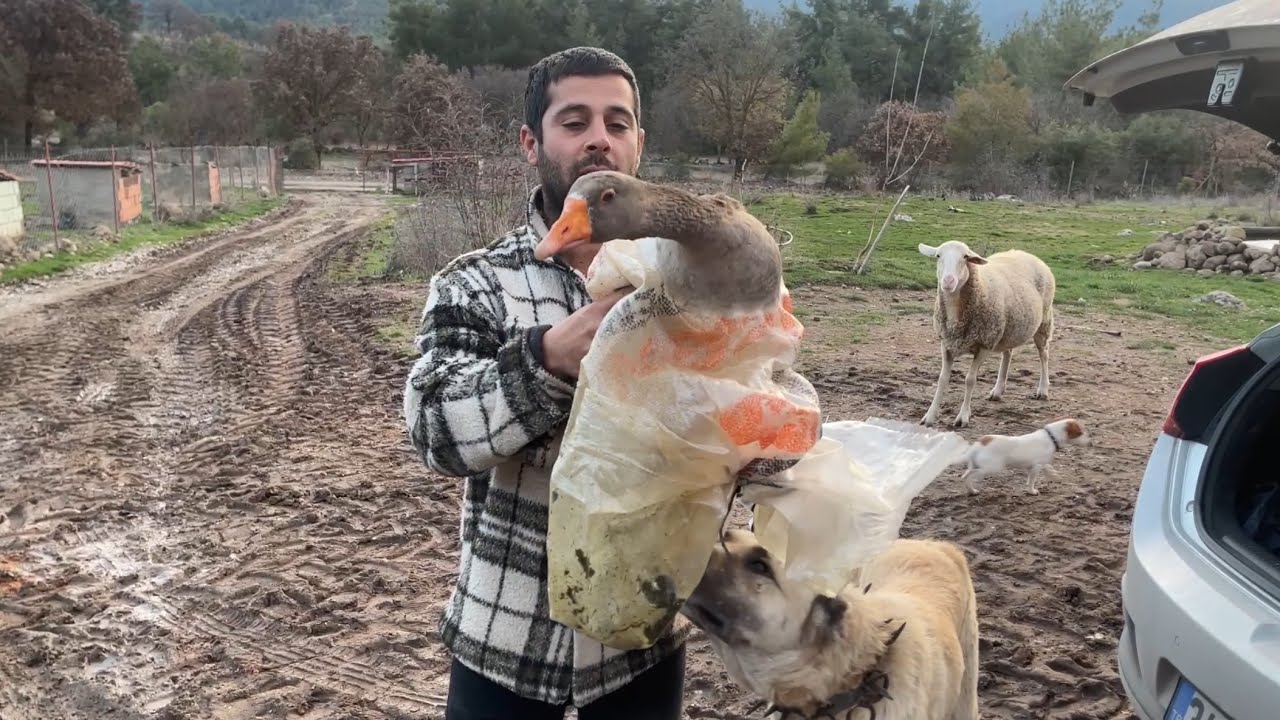 ÖNDER ZOR ANIMDA YANIMA SÜPRİZ KAZLARLA GELDİ​⁠@oyunkusuonder