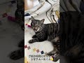 言ってるよね？