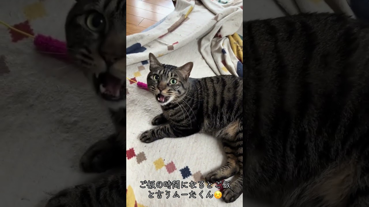 言ってるよね？