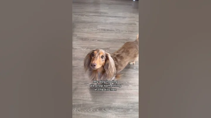 Anyone else’s dog do this? #dachshund #puppy #dog #shorts