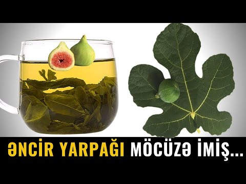 Video: Maraqlı Bitki Müdafiəsi – Bitki Yırtıcılardan Necə Müdafiə edir