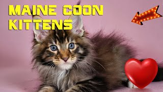 The Ultimate Guide to Maine Coon Kittens  Traits and Care 1
