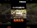 猛毒!インド四大毒蛇 インドアマガサヘビ #Shorts
