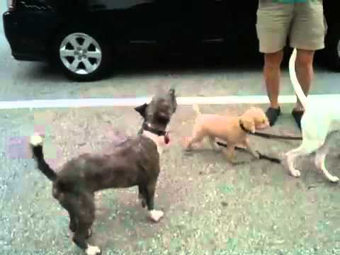 pitbull schnauzer mix puppies