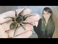 FEEDING my TARANTULAS (with incredible takedowns!)