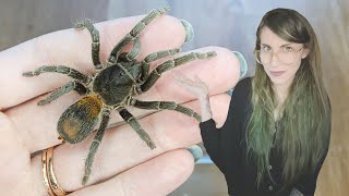 FEEDING my TARANTULAS (with incredible takedowns!)