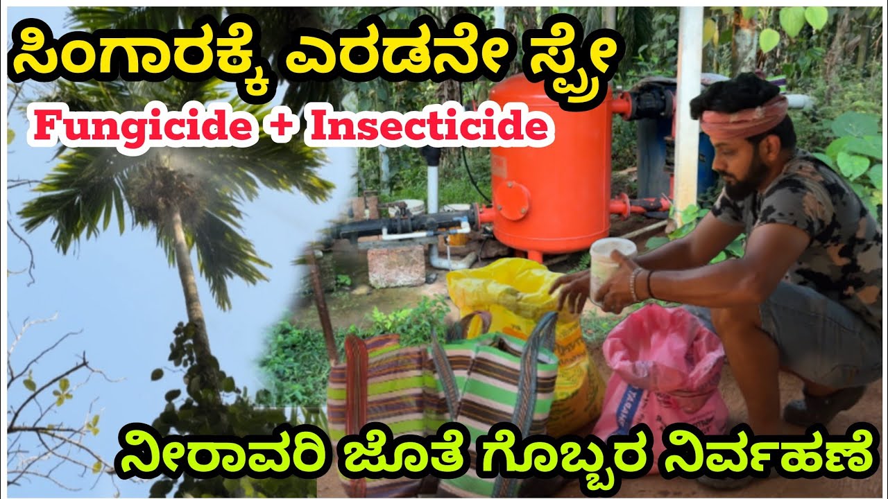 ಸಿಂಗಾರಕ್ಕೆ ಎರಡನೇ ಸ್ಪ್ರೇ..! ಯಾವ ಶಿಲಿಂದ್ರನಾಶಕ ಬಳಕೆ ಮಾಡಿದ್ವಿ ನೋಡಿ | Farming Video | Arecanut Farming |