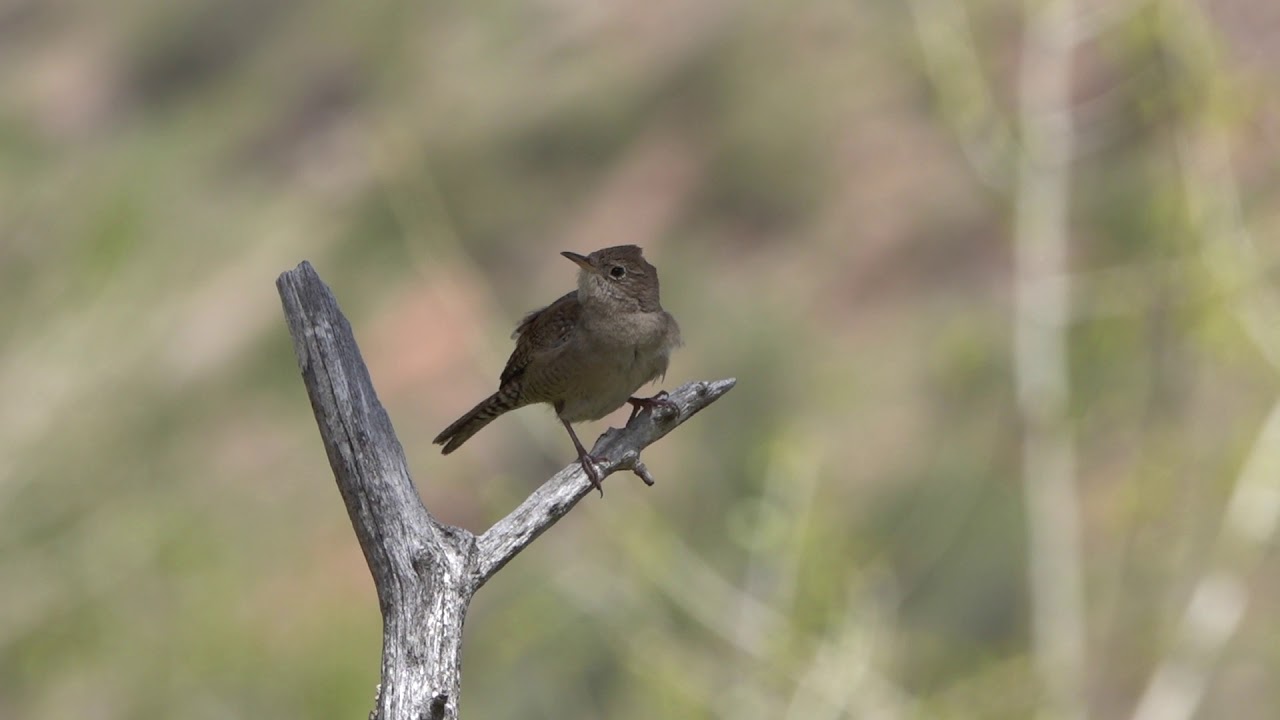 House Wren Video 