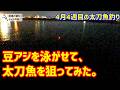 豆アジを泳がせてみた。4月4週目の太刀魚釣り。
