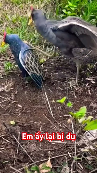 Em lại bị/bẫy gà nước/gà đồng cúm núm#shorts