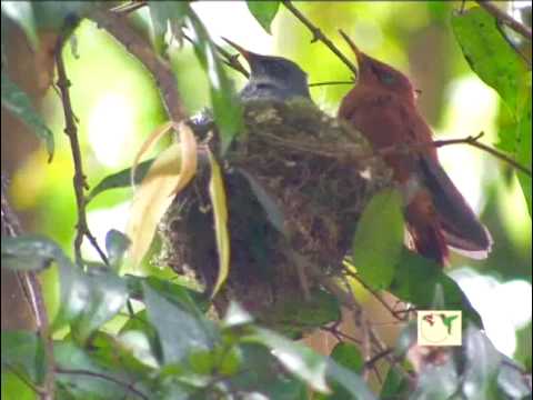Juan Fernandez Firecrown Hummingbird is Critically...