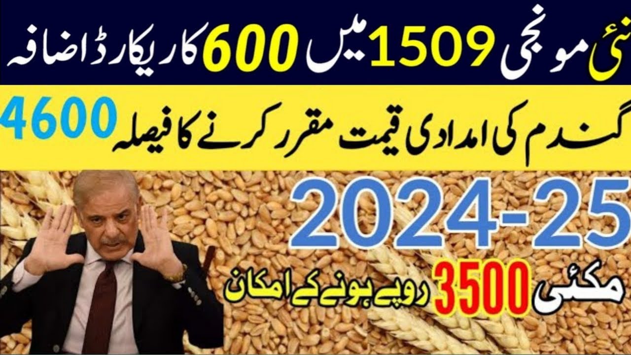 wheat price today in punjab | گندم کا ریٹ 2024 | gandam rate today ...