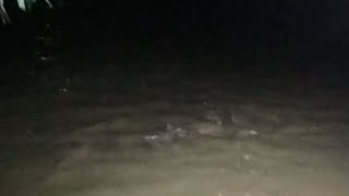Hoabachthuy ,big fish love to eat big beautiful black carp