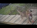 My cat took a duck hostage for Easter!