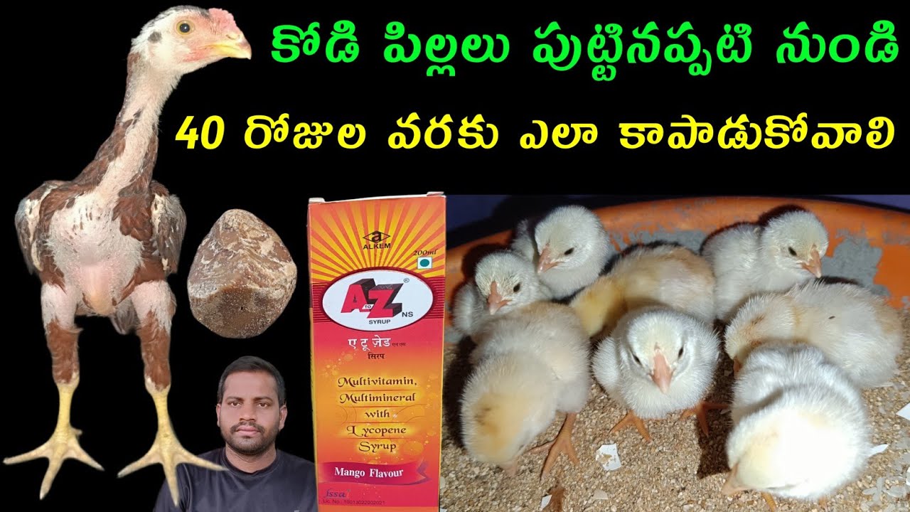 కోడి పిల్లలు పుట్టినప్పటి నుండి చనిపోకుండా ఎలా కాపాడుకోవాలి @rjaseelfarms #trending #chicken